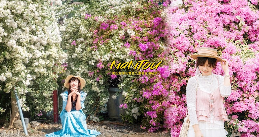 【南投】免費景點！超夢幻三色九重葛花瀑大公開，秘境花瀑＋拍照攻略，秋季花海必訪好去處！