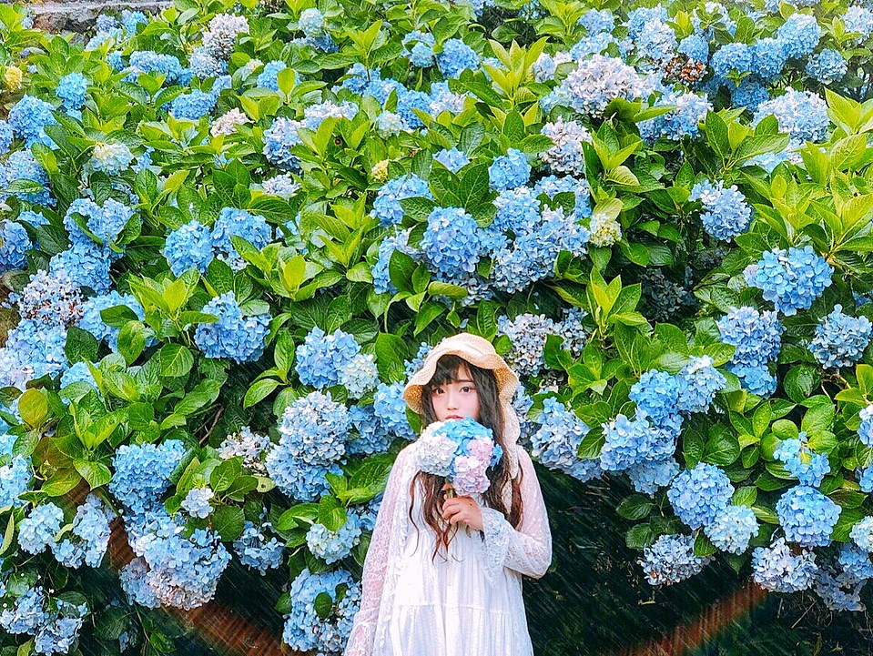 台北 最美繡球花海季節來臨 夢幻捧花點綴浪漫氛圍 榮登國際的最美花季５月正式登場 好想去喔