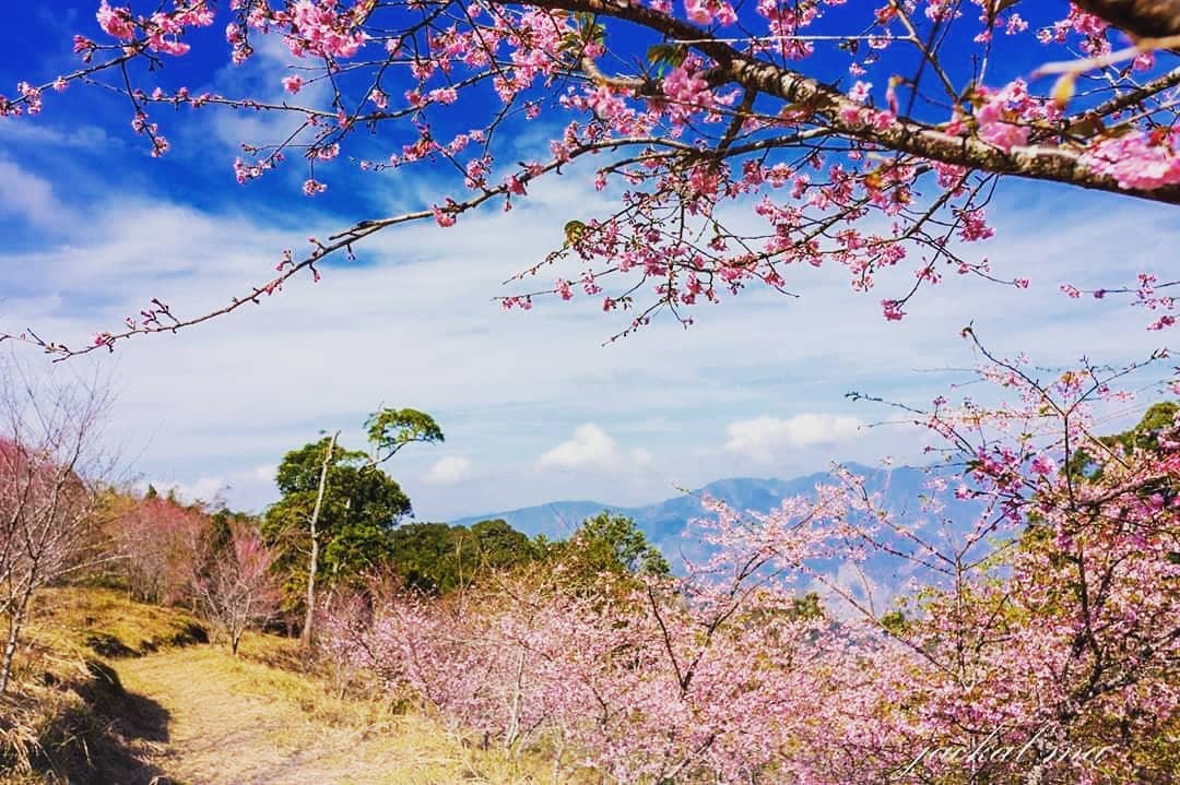 高雄】搶先賞櫻！３公頃櫻花公園齊綻放，唯美粉紅場景超浪漫，週末踏青賞花去，把握花期拍起來- 好想去喔