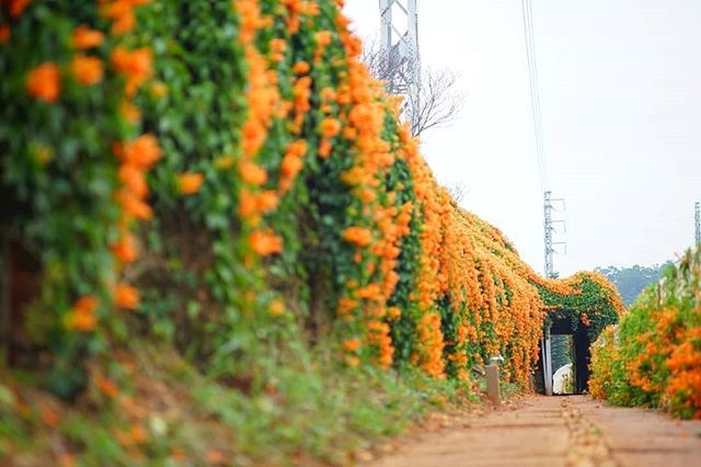 苗栗 橘色花海浪漫來襲 銅鑼炮仗花海今年提早盛開 金色的雨絲將牆面染成橘金色瀑布 好想去喔