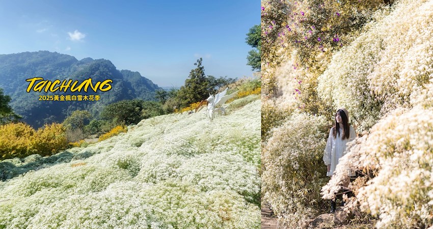 【台中】夢幻聖誕雪！「2025黃金楓白雪木花季」開跑美到元旦，白雪木隧道＋金黃楓步道超浪漫，門票折抵消費輕鬆拍不停！