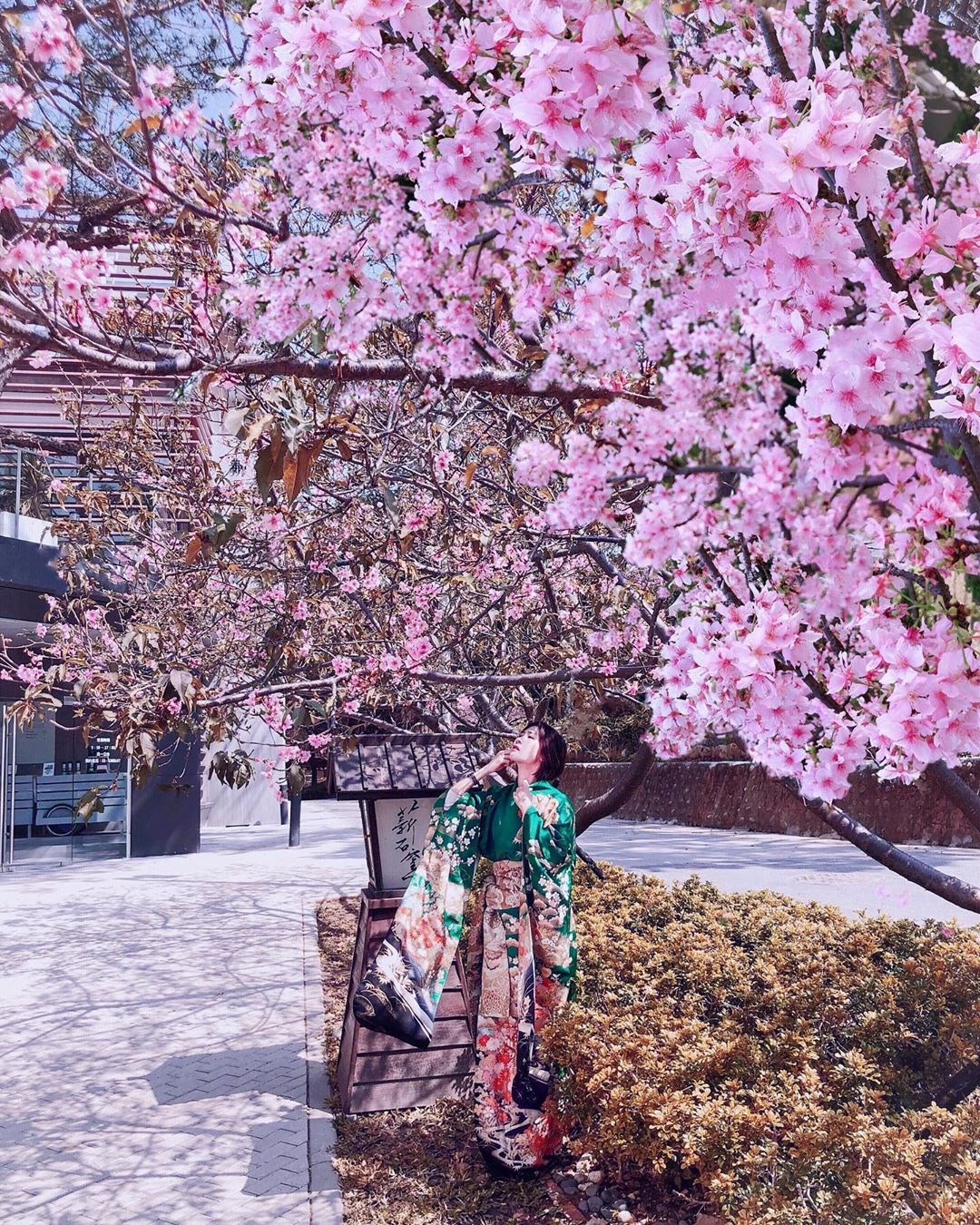 新竹 市區也有 800棵櫻花開正盛 夢幻粉紅場景現身公園 動物燈飾夜晚更迷人 把握花期賞花去 錯過只能等明年 好想去喔