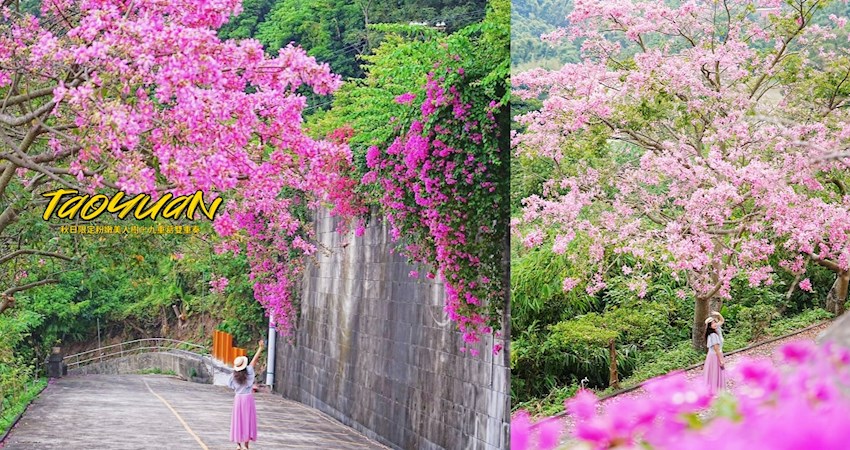 【桃園】免費景點！秋日限定粉嫩美人樹＋九重葛雙重奏，超夢幻的浪漫賞花秘境，免跑中南部，快加入口袋名單吧！