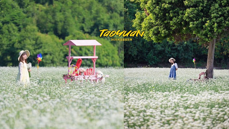 【桃園】夢幻韭月雪！「2025大溪韭菜花季」即將登場，夢幻九月雪白色花海＋農特產嘉年華，秋日必訪療癒秘境！
