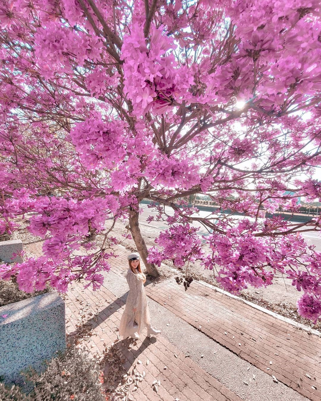 壁纸 粉红色的花树 1920x1200 HD 高清壁纸, 图片, 照片