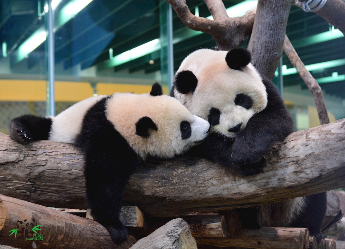 台北市立動物園 熊貓 貓熊