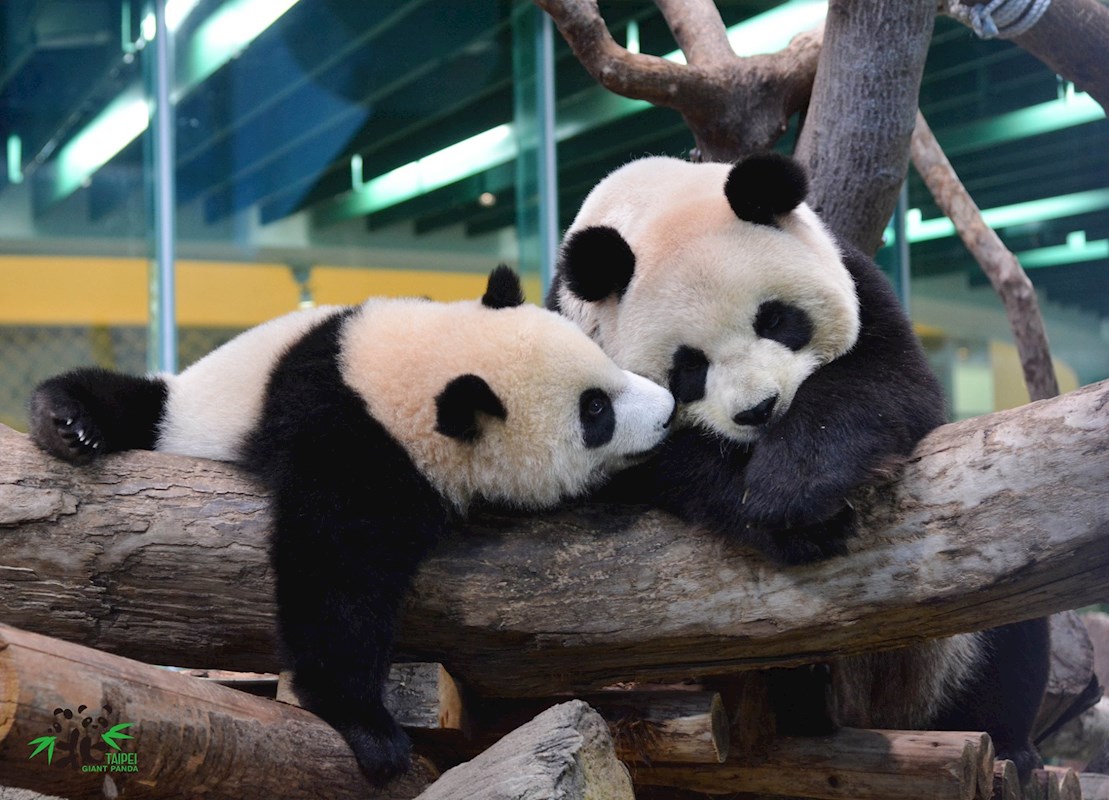 線上動物園 【全台】線上動物園、海洋樂園好療癒，小朋友在家也能看到超萌貓熊、長頸鹿、水豚君。 1 2024