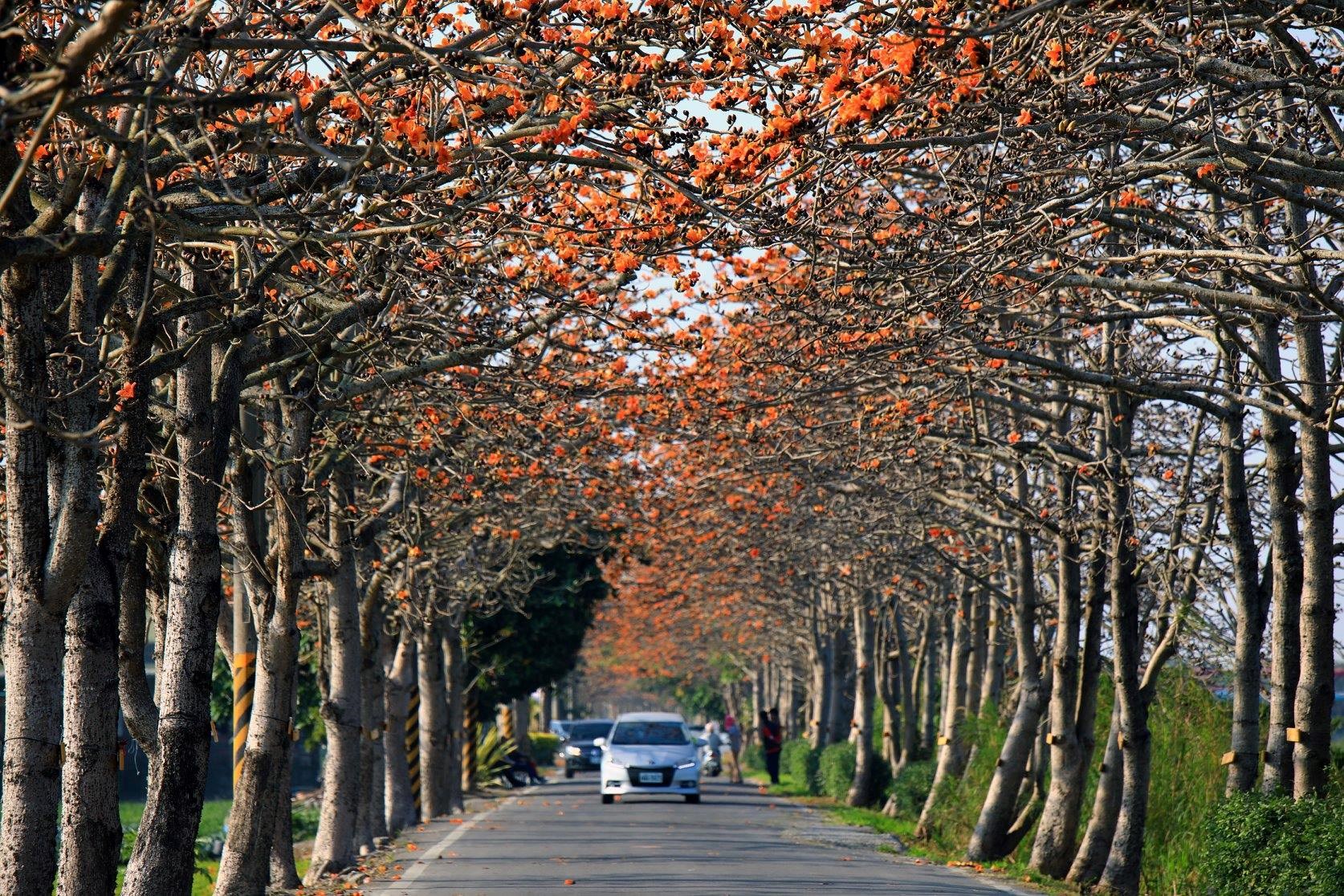 彰化 媲美白河林初埤 彰化最美木棉花道秘境在這裡 1100顆橘紅色木棉花畫面太驚豔 好想去喔
