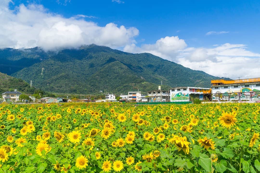 台東 期間限定 關山向日葵花海齊綻放 花東台九線美一波 加碼彩繪牆拍起來 週末踏青打卡去 好想去喔 台東 期間限定 關山向日葵花海齊綻放 花東台九線美一波 加碼彩繪牆拍起來 週末踏青打卡去 好想去喔