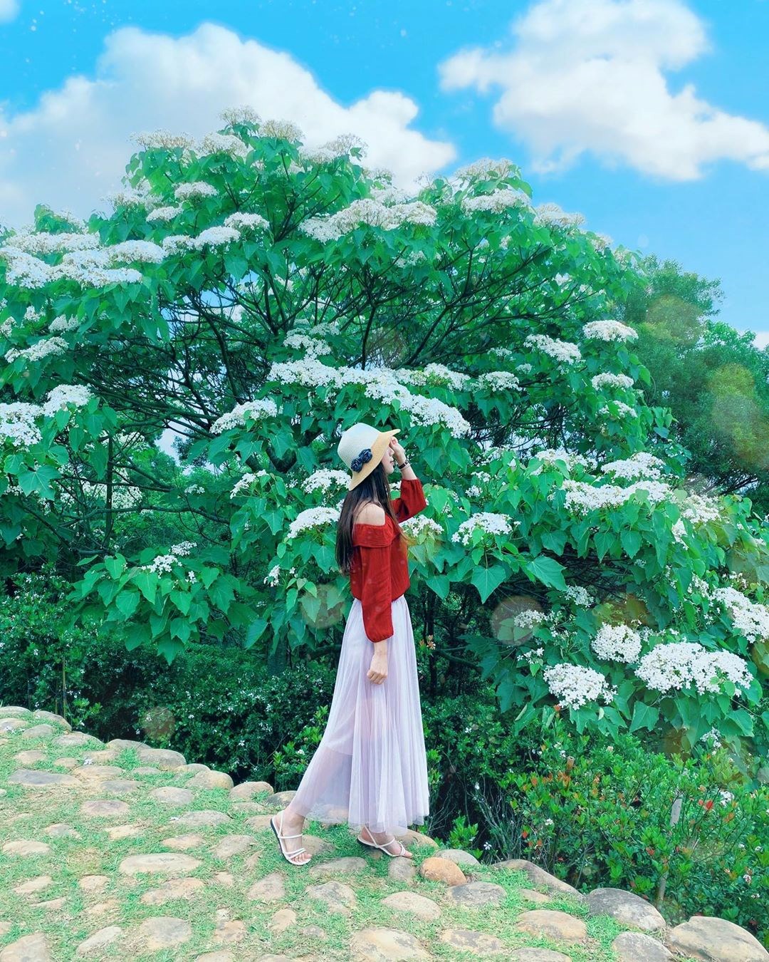 苗栗 夢幻４月雪 唯美桐花開五成 宛如白雪覆蓋超浪漫 漫步山林芬多精 期間限定免費拍 好想去喔
