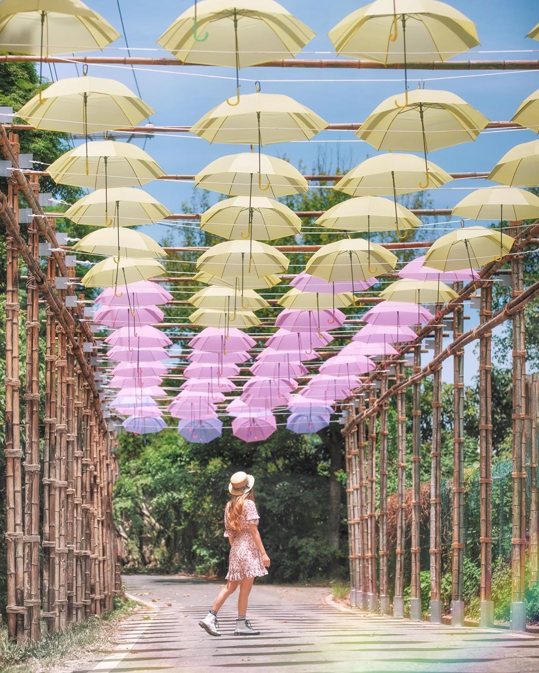 桃園 花仙子出遊 桃園蓮花季登場 大王蓮水上飄 繽紛雨傘廊道 搭小船漫遊花海好愜意 加碼蓮花特色料理吃到飽 期間限定別錯過