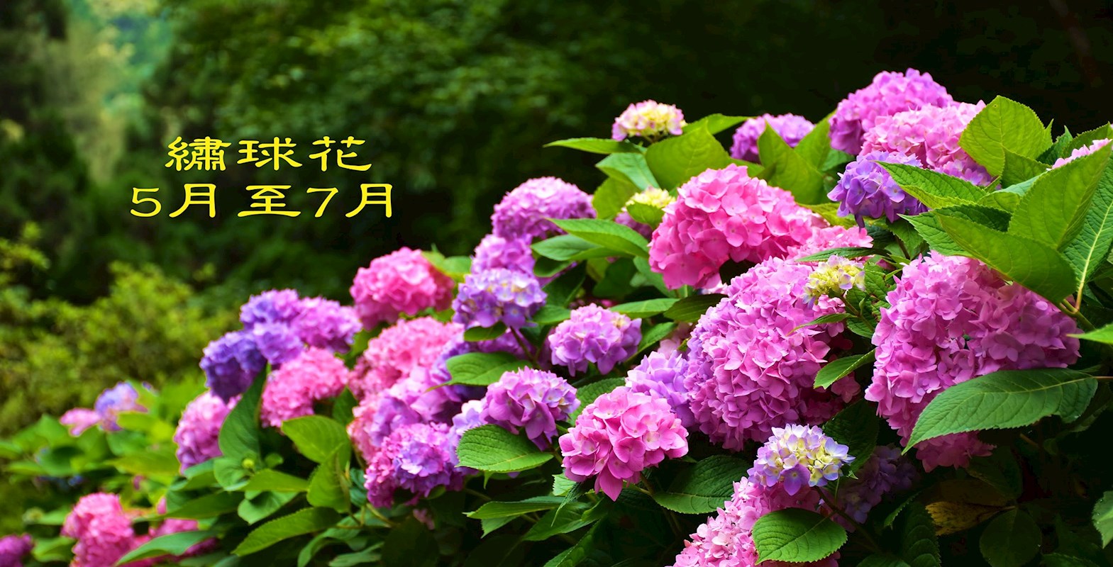 南投 上山避暑 杉林溪數萬株繡球花陸續綻放 漫步花香呼吸杉林芬多精 放鬆身心靈躲塵囂 好想去喔