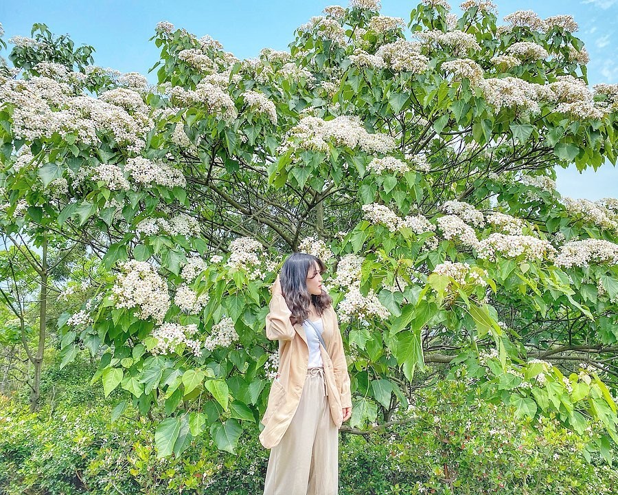 苗栗 夢幻４月雪 唯美桐花開五成 宛如白雪覆蓋超浪漫 漫步山林芬多精 期間限定免費拍 好想去喔