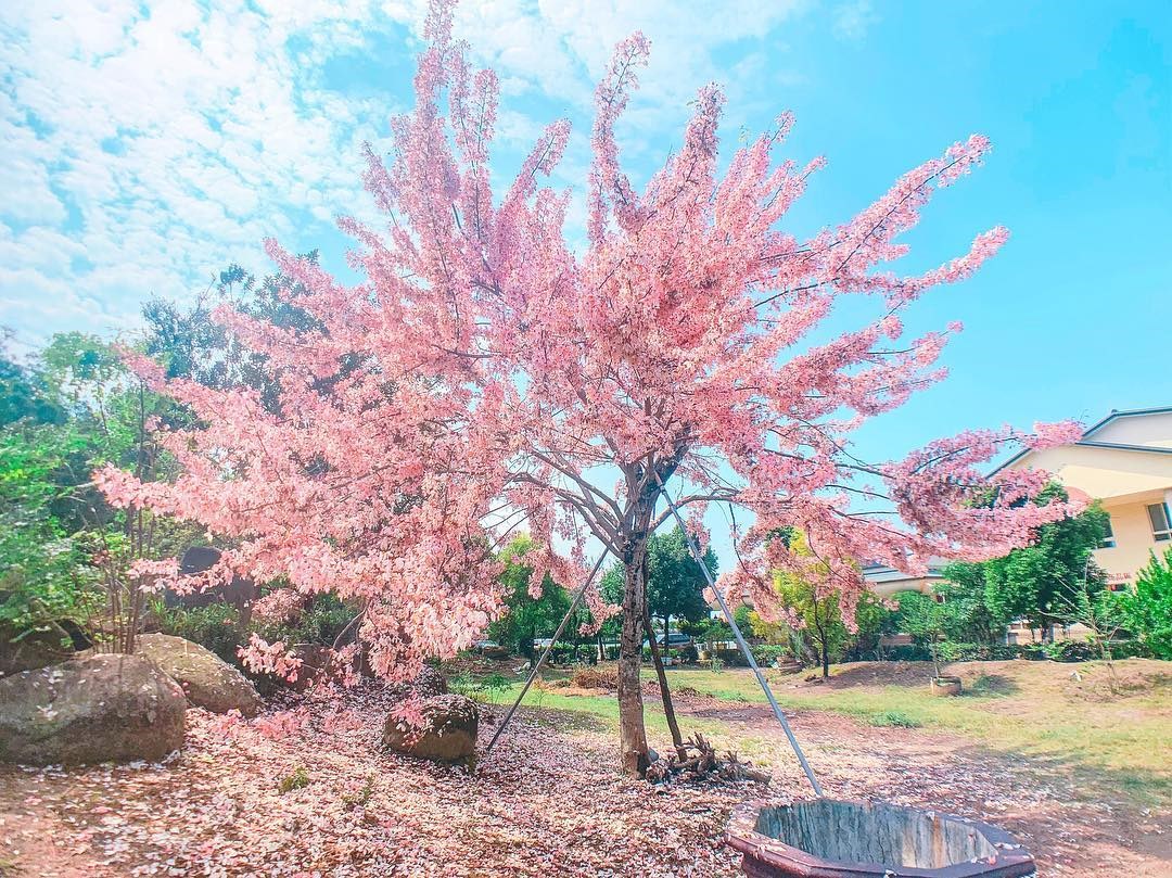 【高雄】平地也能賞櫻!?開的比櫻花還壯觀的「花旗木」盛開中!粉嫩花瓣飄落,浪漫桃紅花雨鋪成最美地毯! - 好想去喔