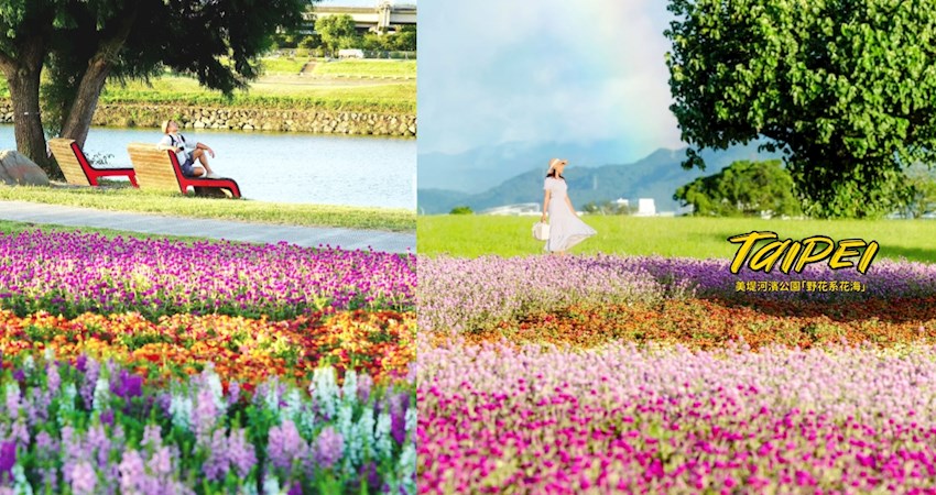 【台北】免費景點！「美堤河濱公園」野花系花海浪漫登場，繽紛花毯療癒又夢幻，花仙子們連假賞花出發去！