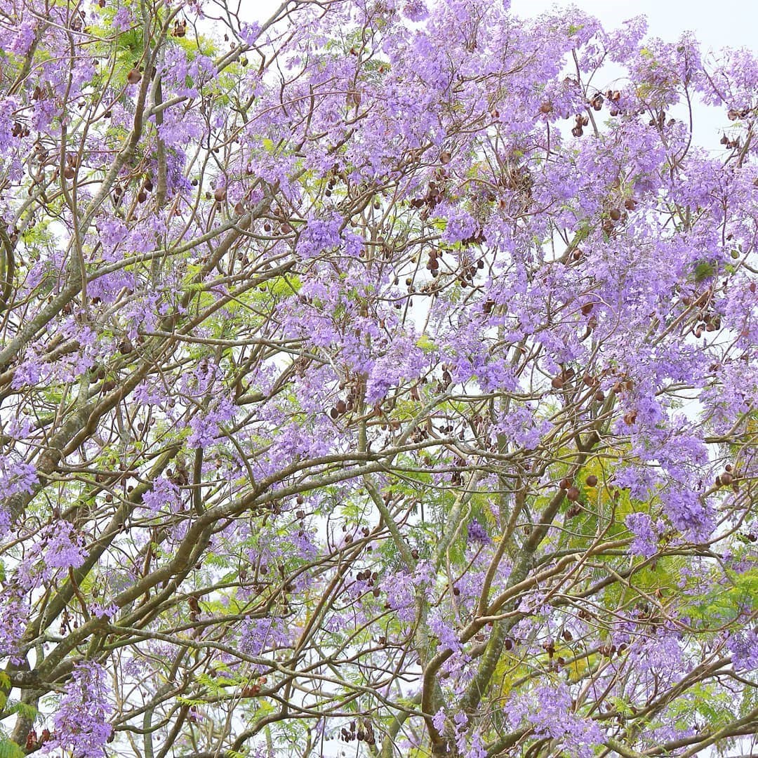 嘉義 不用飛澳洲 全台唯一夢幻藍花楹隧道 浪漫紫色場景登場 拍爆記憶體的免費景點 好想去喔