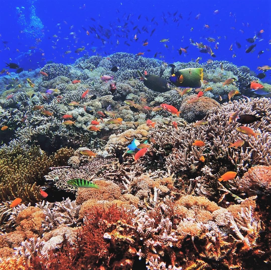 吉利群岛上生长着珊瑚的人工珊瑚礁，印度尼西亚 (© fenkieandreas/Getty Images Plus)