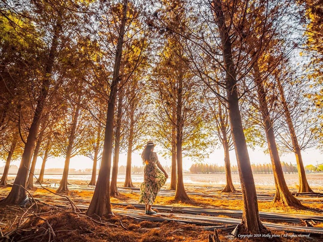 台南 浪漫秘境化身童話世界 落羽松森林升級版登場 波斯菊花海 萌萌動物裝置 新年走春來這好療癒 好想去喔