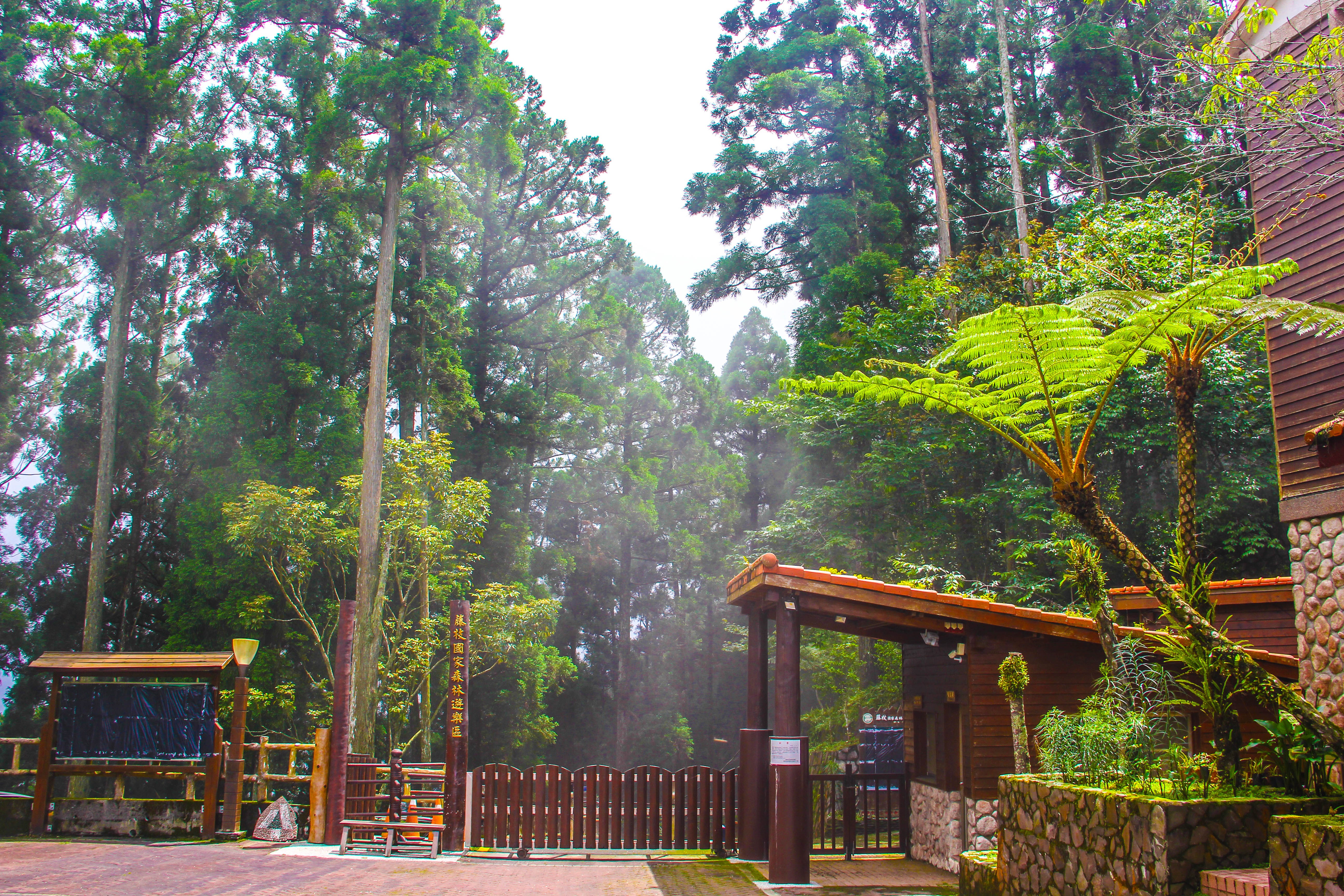 阿里山国家森林遊楽区 - Taiwan Forest Recreation