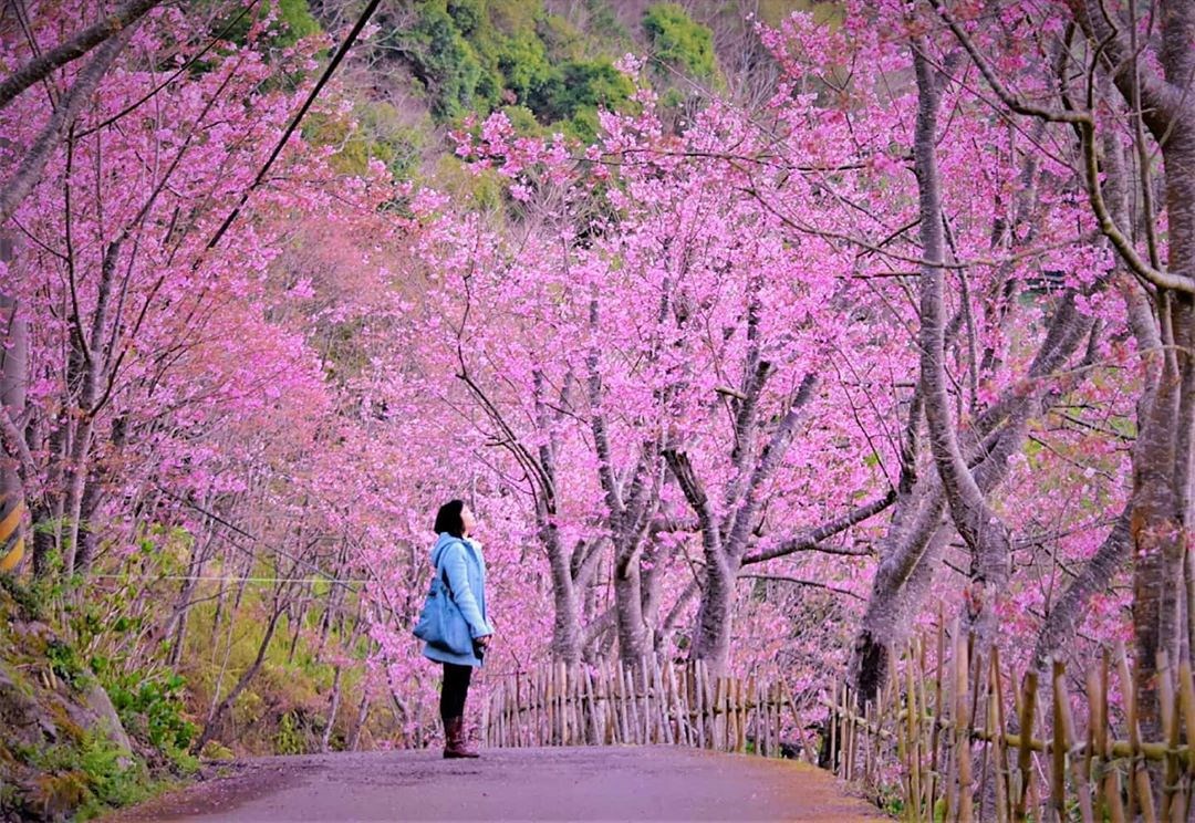 桃園 不只恩愛農場 唯美櫻木隧道免費拍 坐擁美景喝咖啡 把握花期踩點去 錯過只能等明年 好想去喔