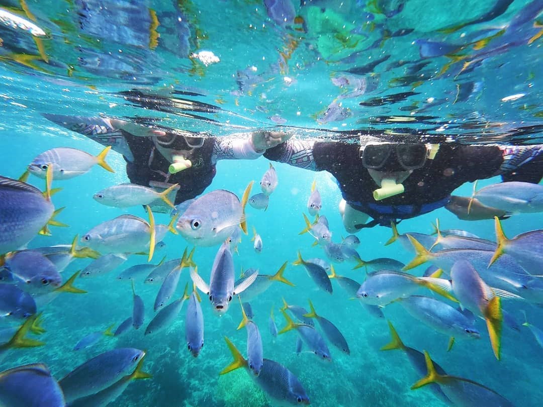 【帛琉】4小時就能到達的夢幻天堂 擁有世界僅有的水母湖、牛奶湖、藍洞、大斷層的最美國度 - 好想去喔
