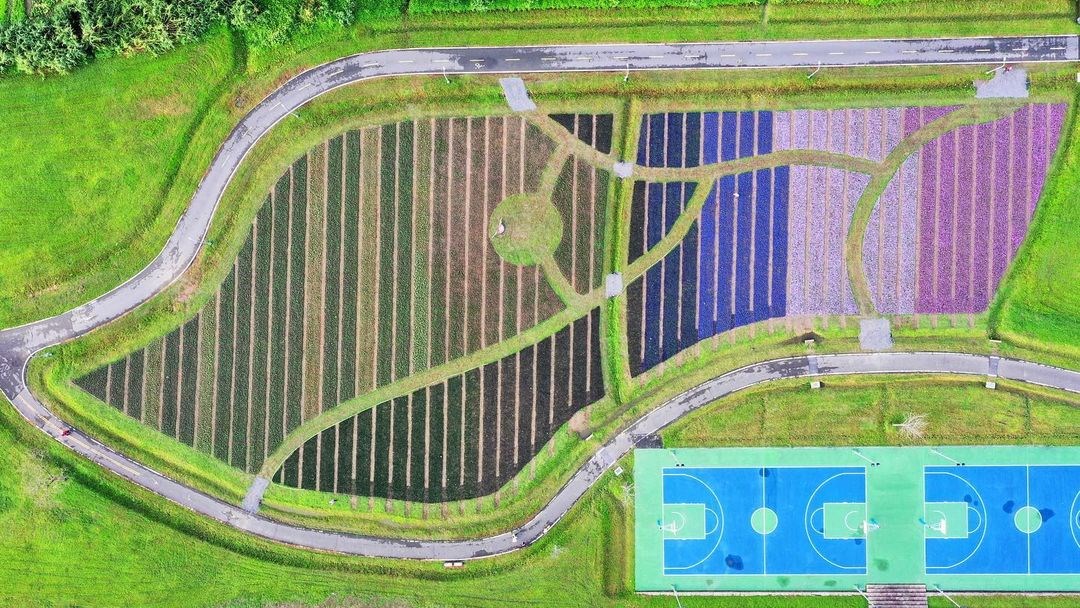 台北 免費景點 台版 普羅旺斯 現身河濱超浪漫 夢幻漸層紫色花海拍美照 呼叫姐妹們打卡去 好想去喔